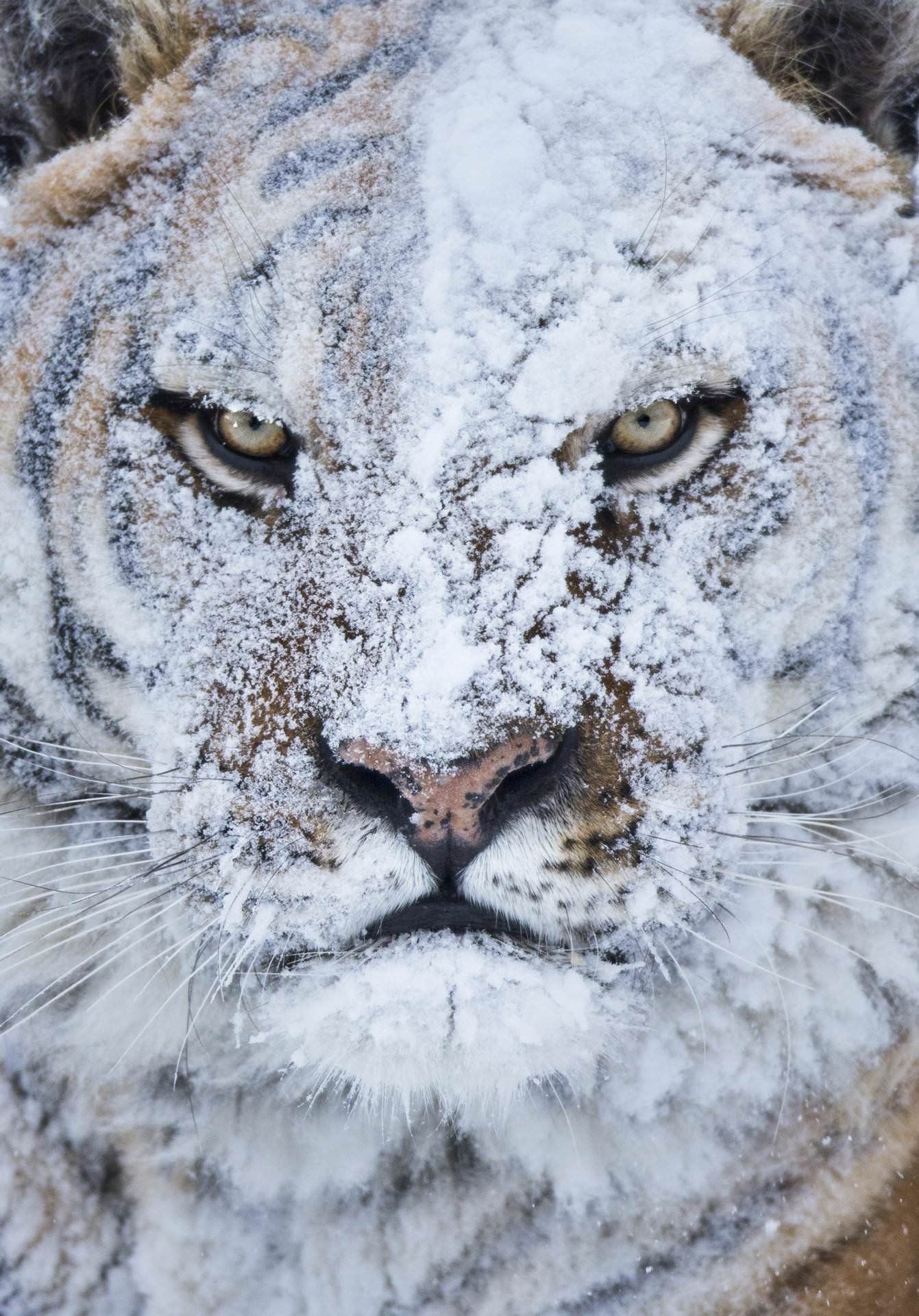 Tiger Not Taking It Well After Snowball To The Face.