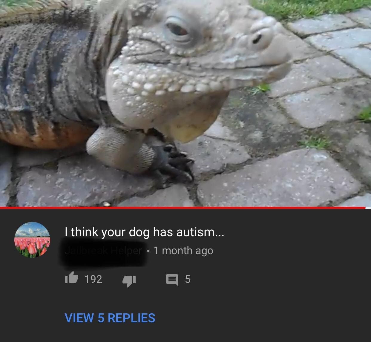 poor doggo