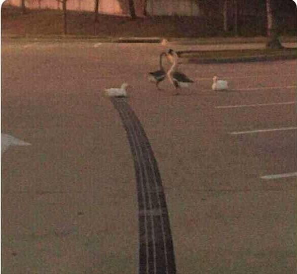 How fast was this duck going?