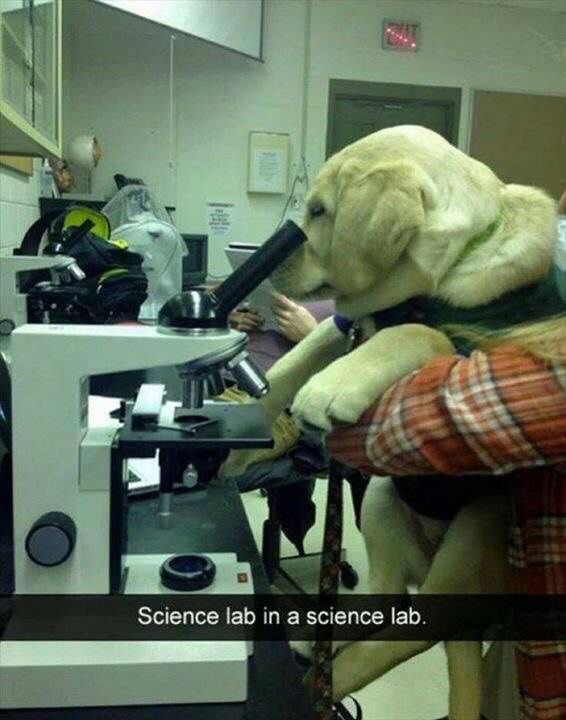 Look at that lab!