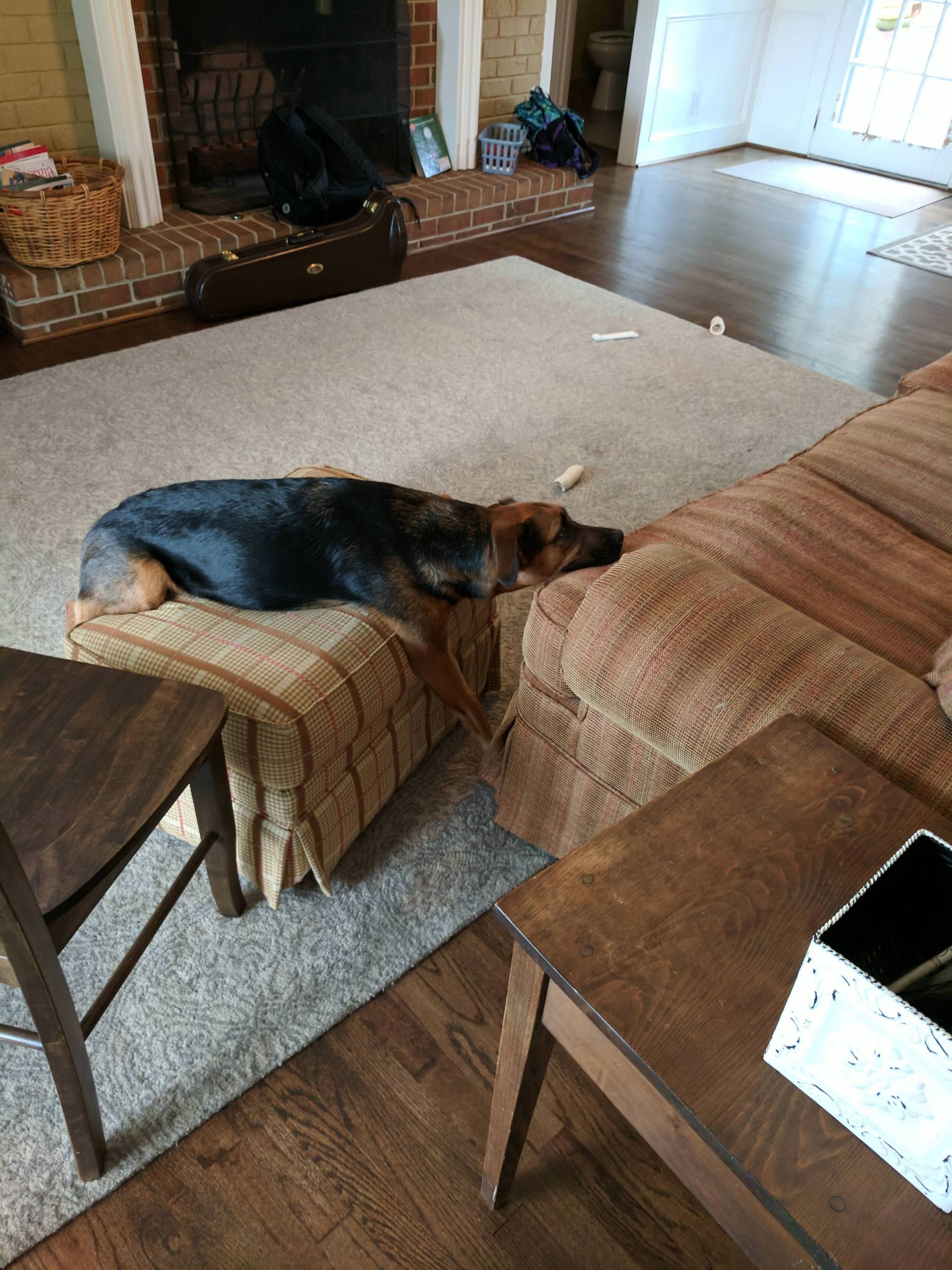 My dog isn't allowed on the couch. This is his solution.