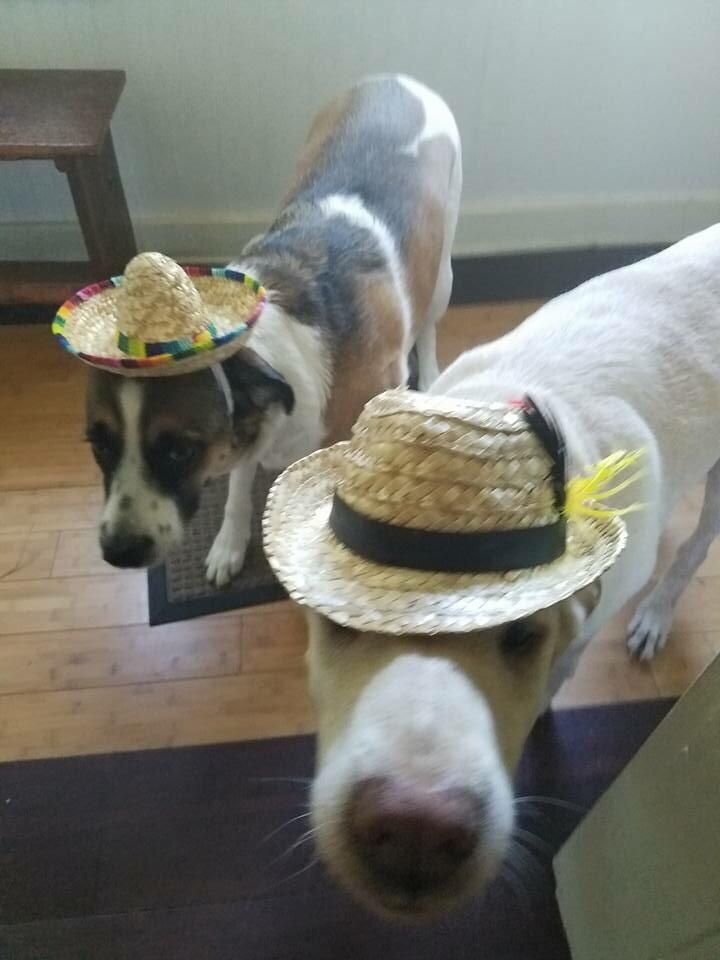 Women confuse me. My girlfriend sent me out for groceries, and like any rational person, I thought that meant go get hats for the dogs. Turns out she was hungry.