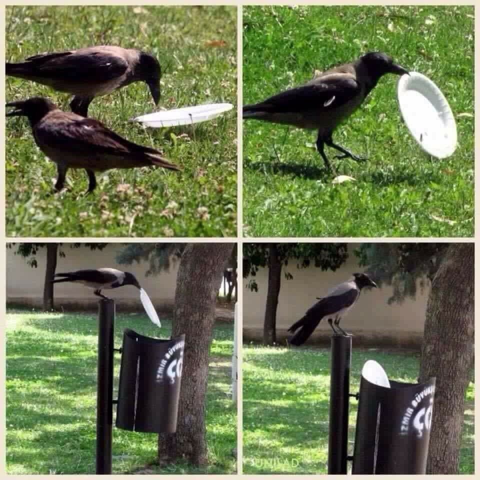 We all should learn from this crow