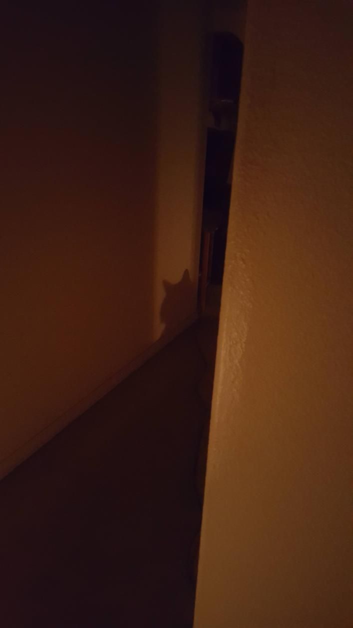My cat likes to attack me in the night, so I put a light in the hallway so I can see it coming.