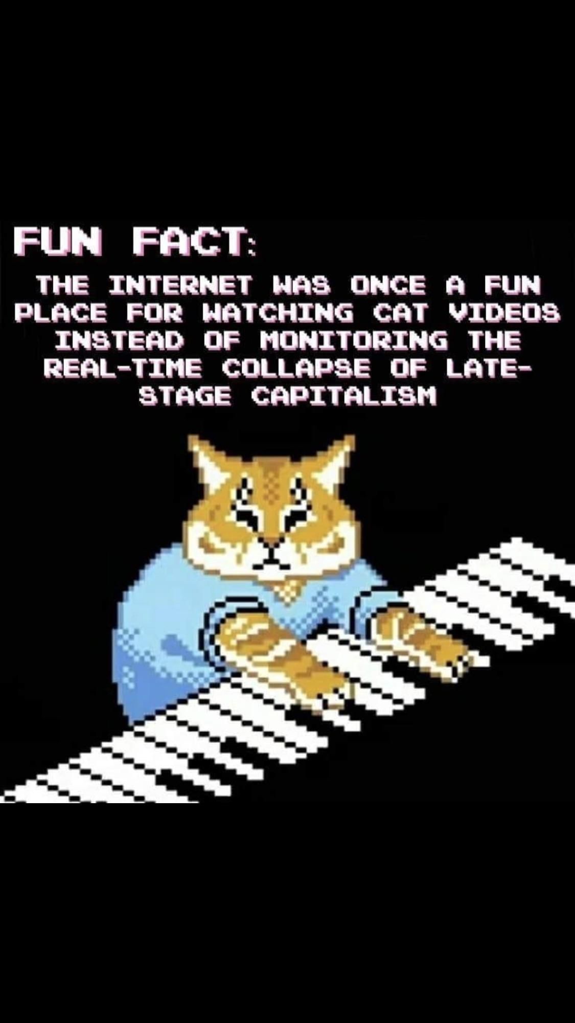 Kitten facts