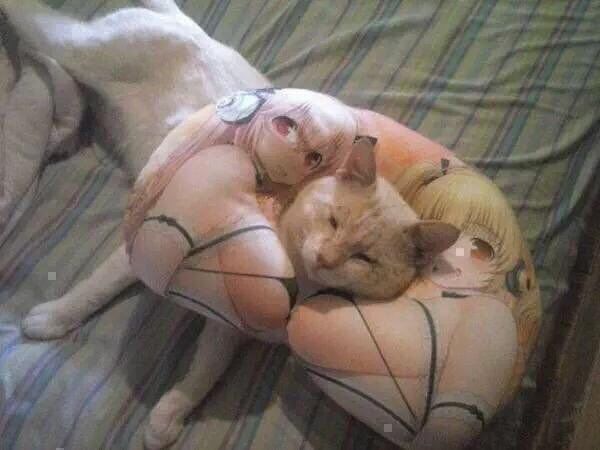 Good catto