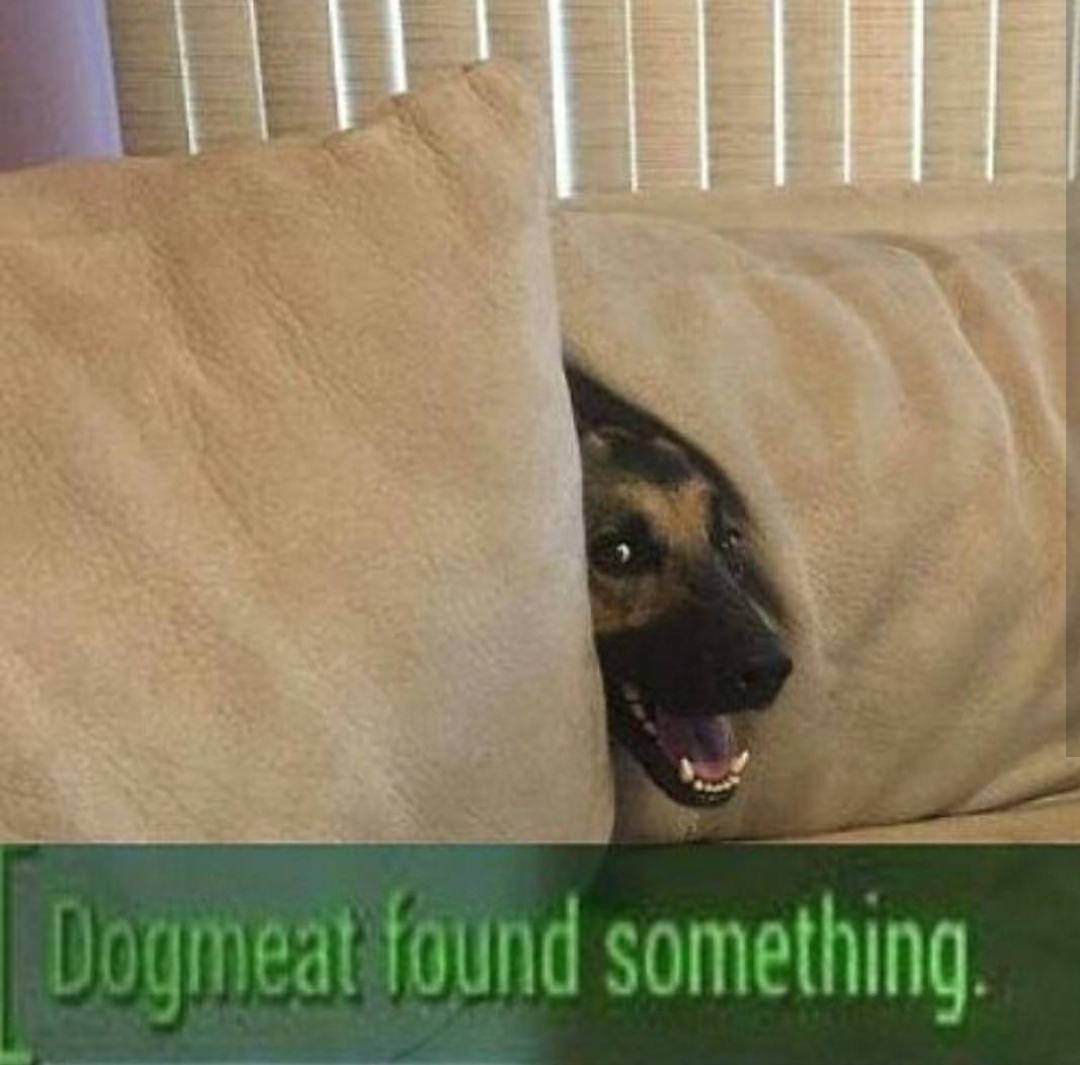 Dogmeat found something