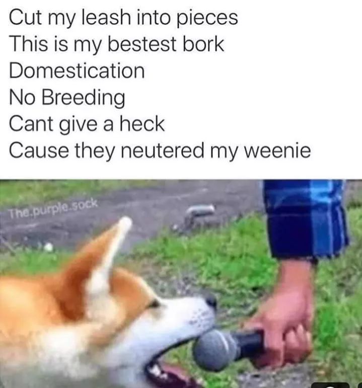 Post punk doggo