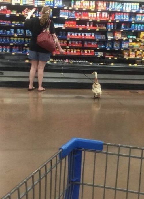 Today i Saw Duck at Walmart