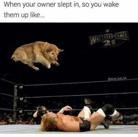 Dog owners know the feeling
