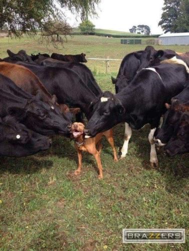Anyone down for some udders? ( ͡° ͜ʖ ͡°)