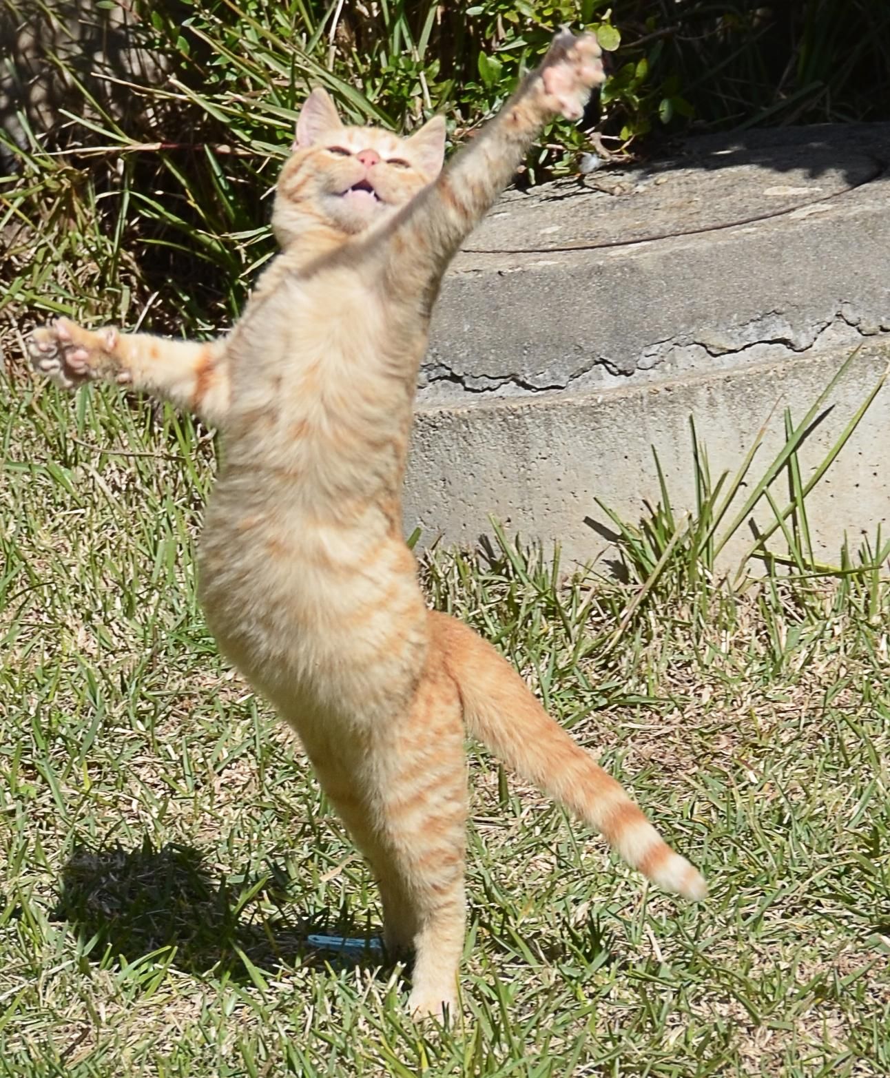 This cat just loves to dance