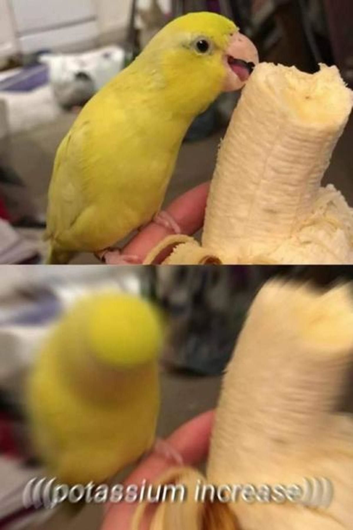 nice birb