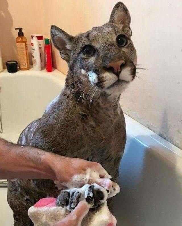 Anyone lose a cat? We decided to give it a bath in the meantime as she looked pretty dirty.