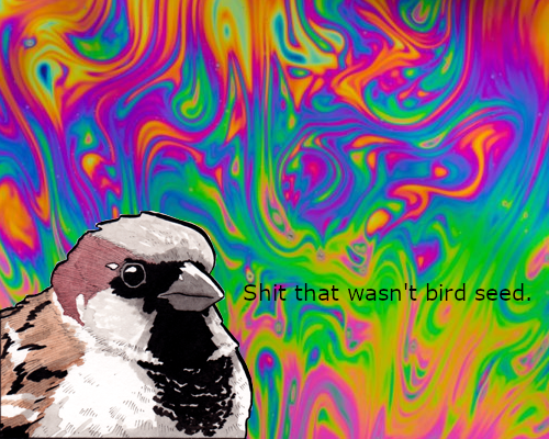 Bird Seed