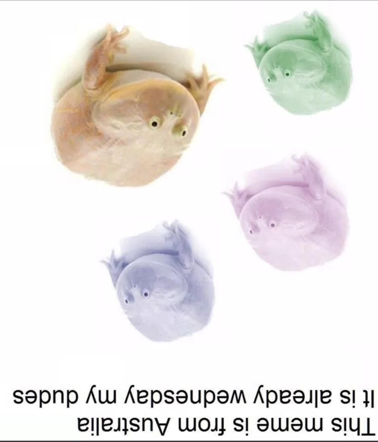 It is always wednesday in the future my dudes