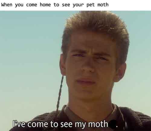 Yup, there is an infinity of star wars memes