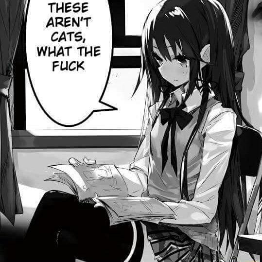 People when they ask me for cats in DM and end up with neko girl hentai