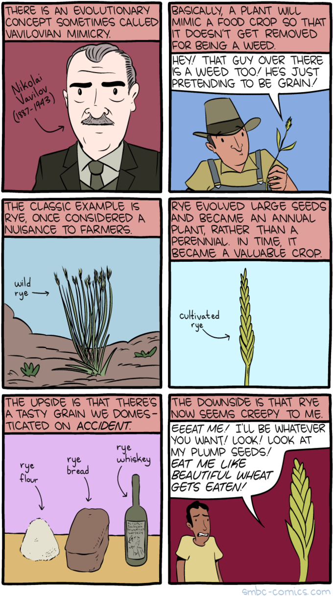 Catcher in the Rye