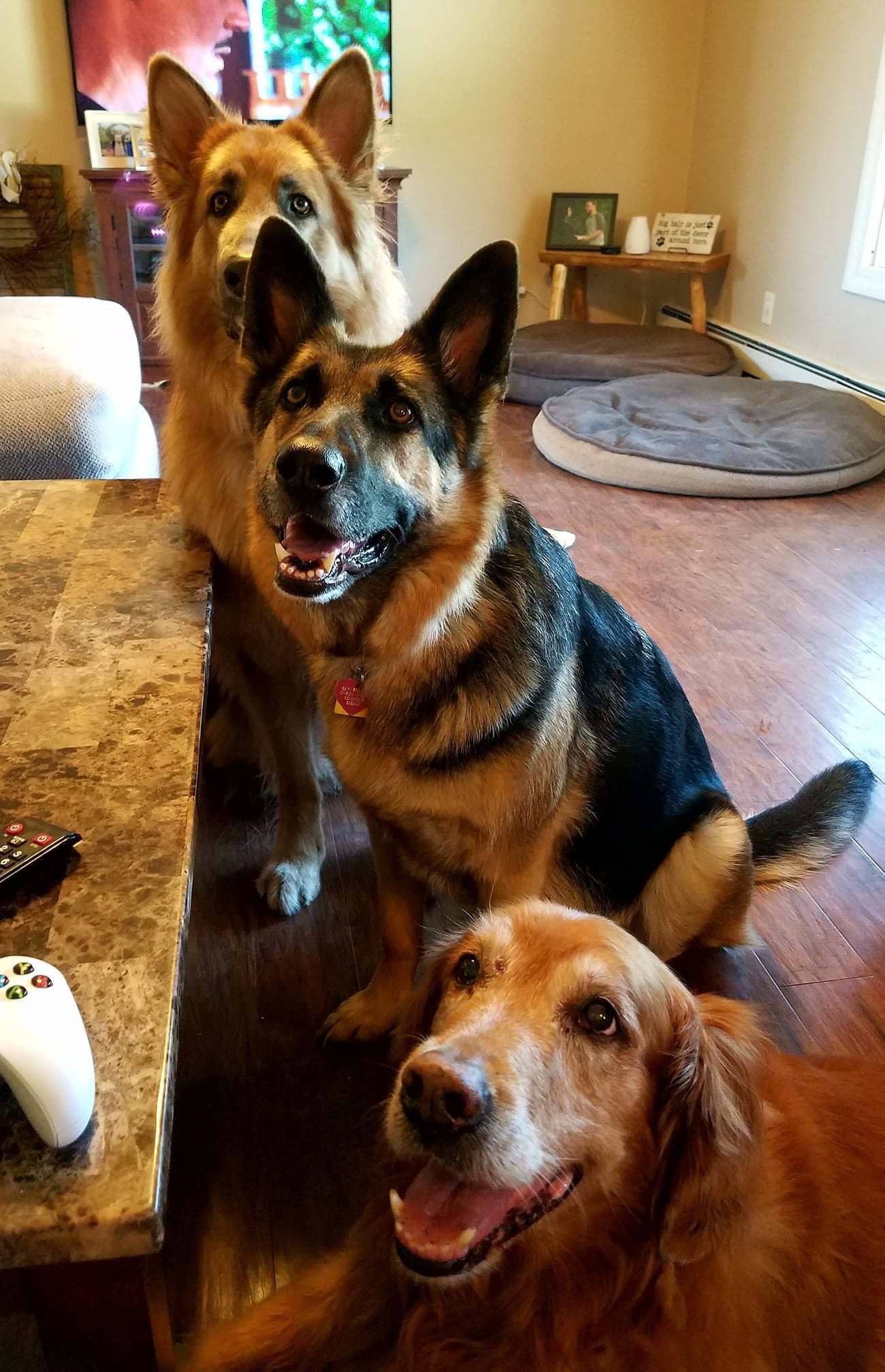 My wife insists she never feeds the dogs human food while I'm over-the-road, but these faces say otherwise
