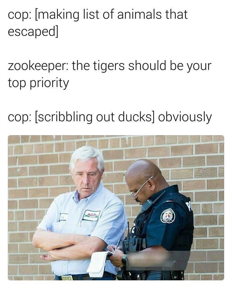 Ducks are dangerous
