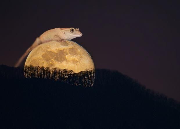 I photoshopped my gecko on the moon. thought it was pretty cute and funny