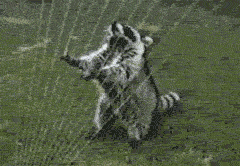 Majestic raccoon elegantly plays water harp