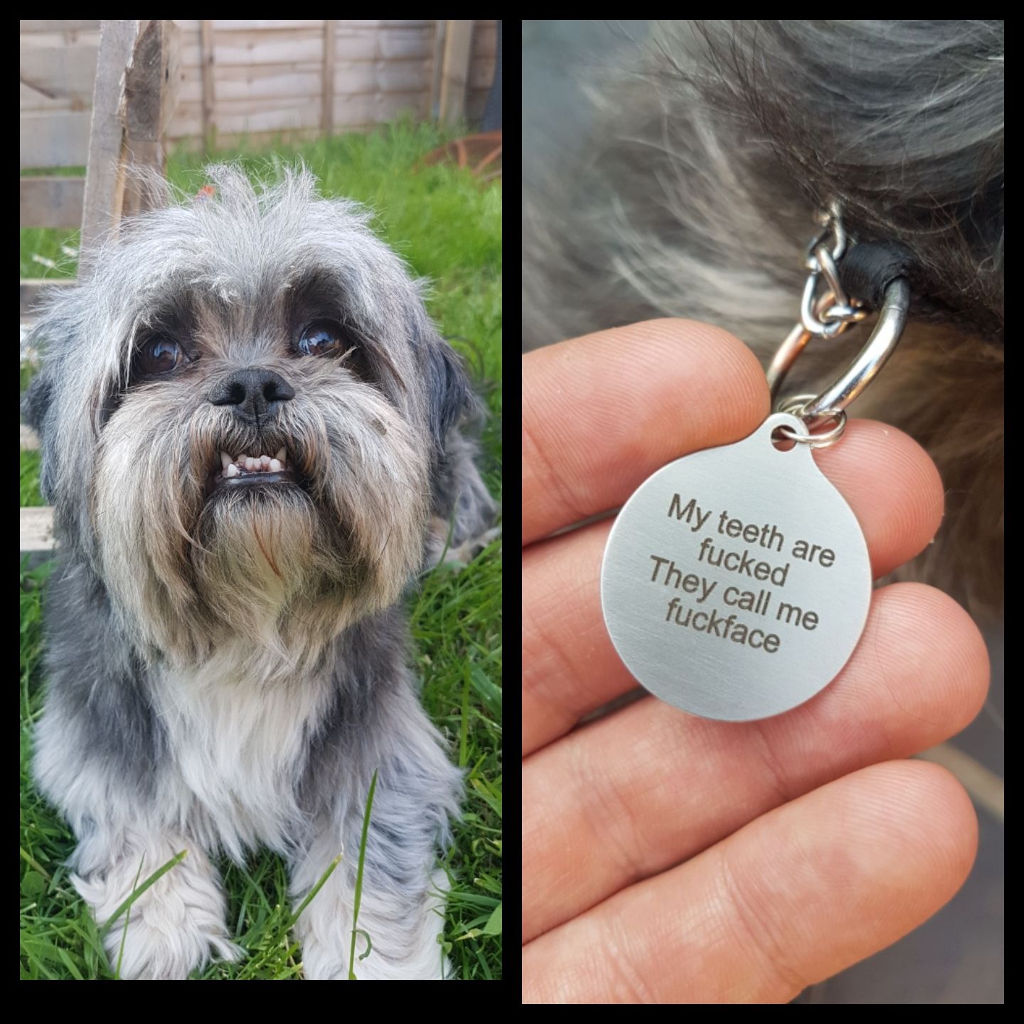 Girlfriend's dad thought he would treat his daughters dog to a new name tag.