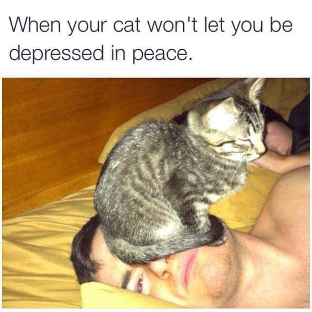 Cat won't let you be Depressed!