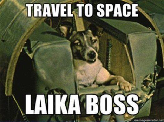 Laika boss