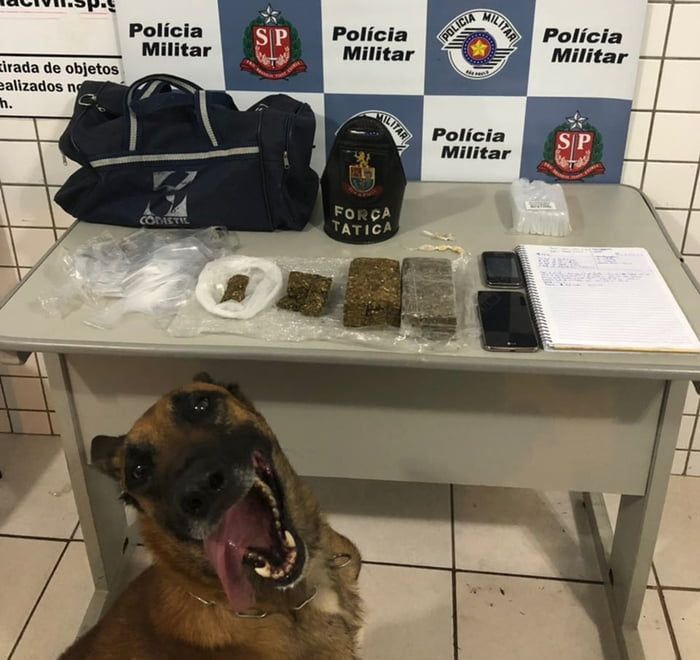 Police dog after sniffing drugs all day