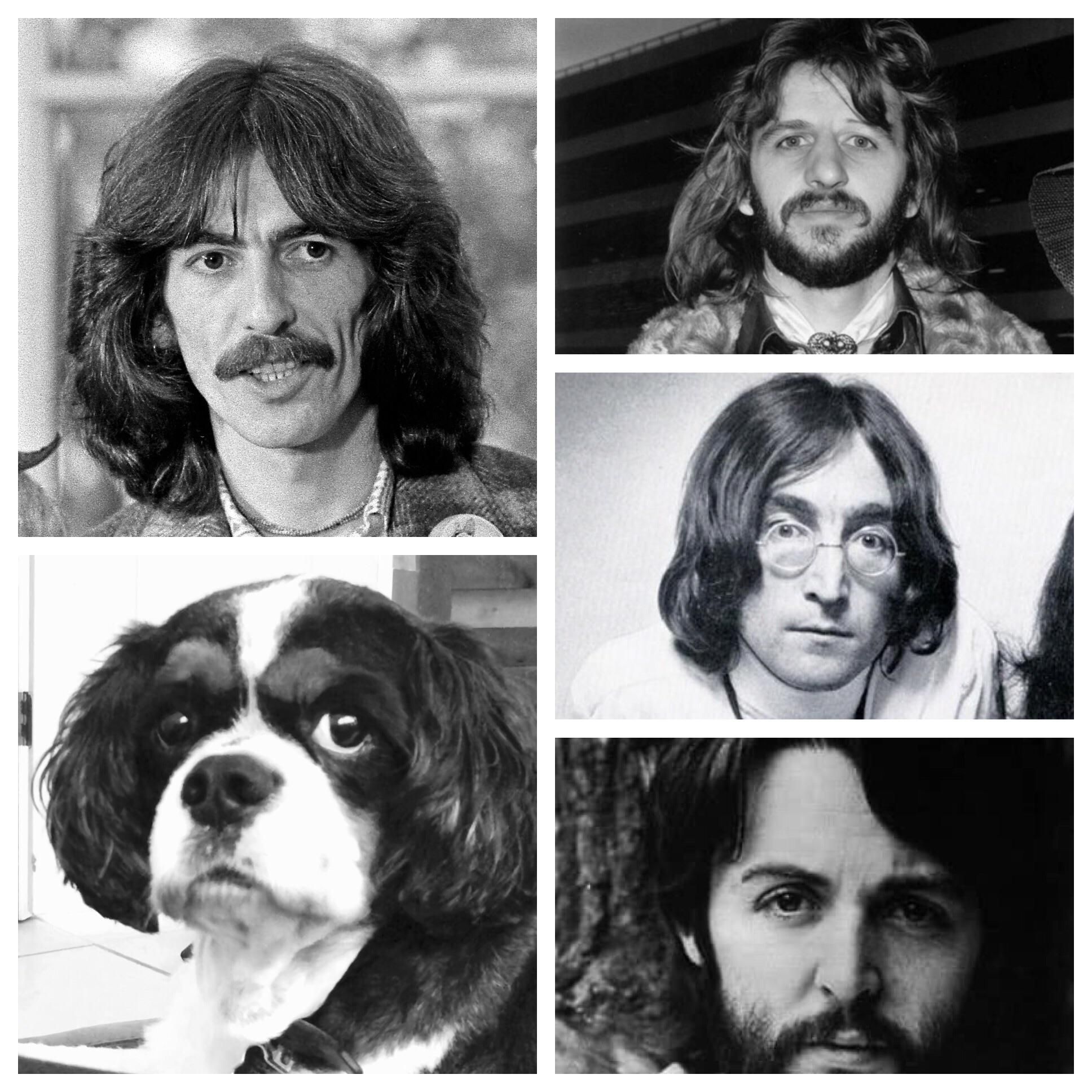 Our dog was groomed today and when I told my husband “He looks like one of the Beatles” he made this image for me.