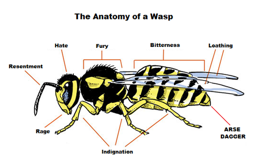 Anatomy Of A Wasp