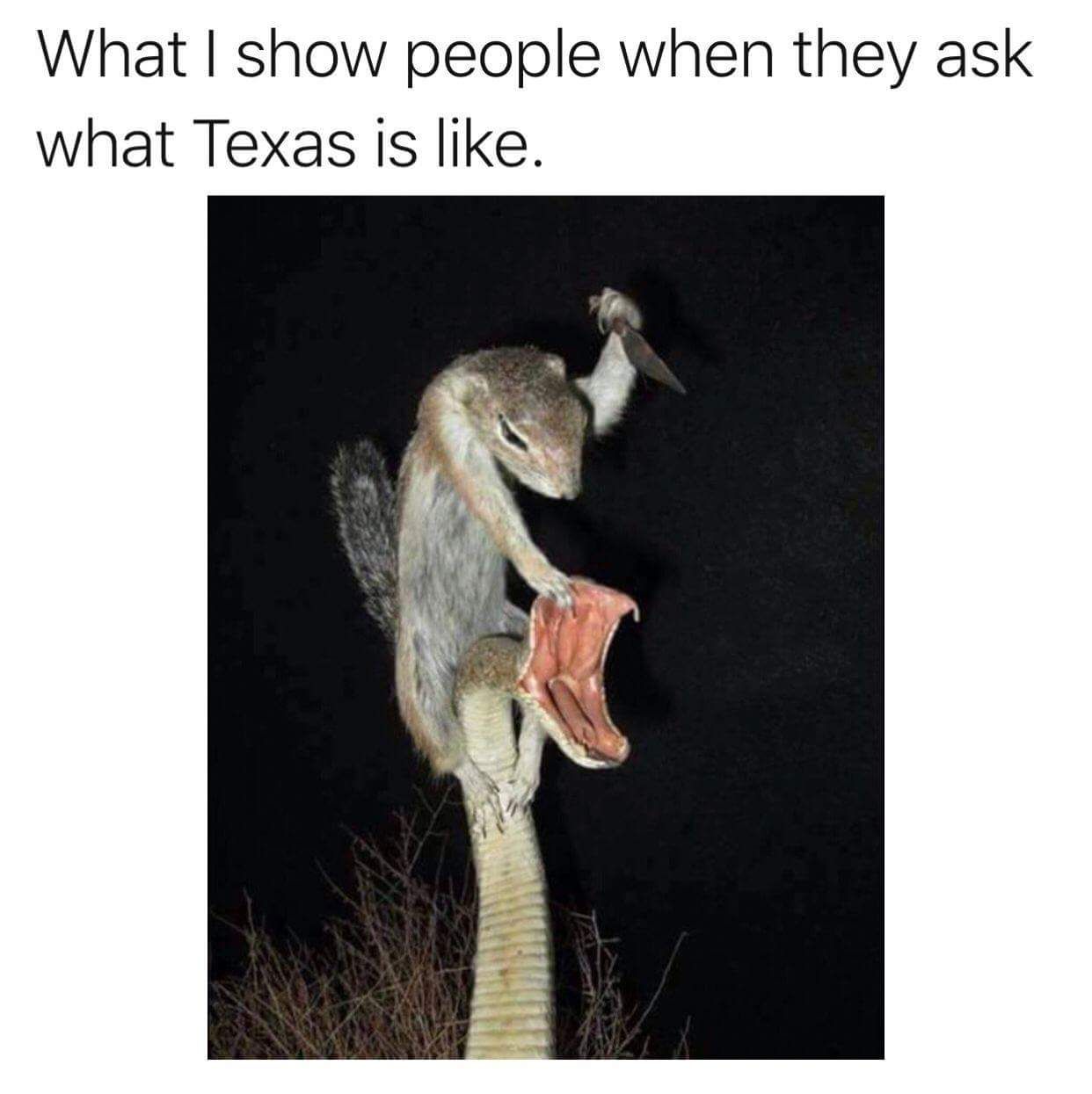 What I show people when they ask what Texas life is like.