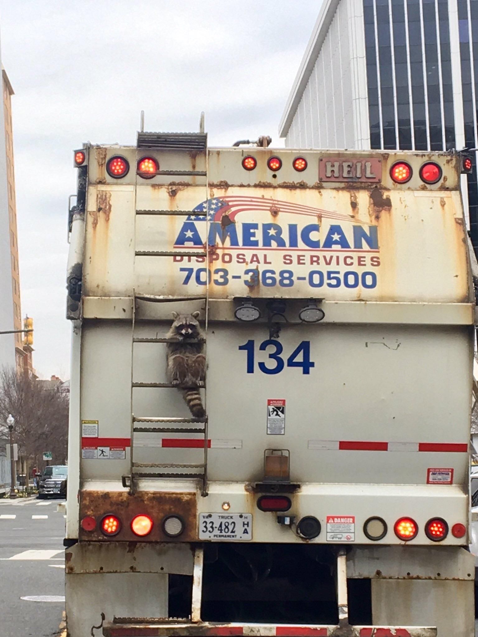Just a trash raccoon doing trash raccoon things.