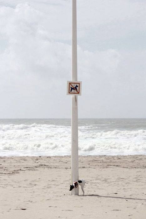 rebel