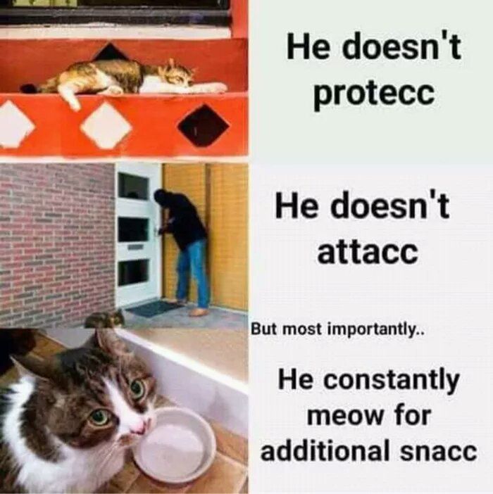 Cat snacc