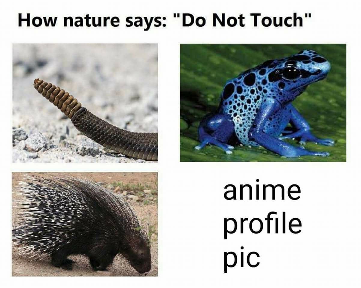 Good thing I have a taco profile picture !