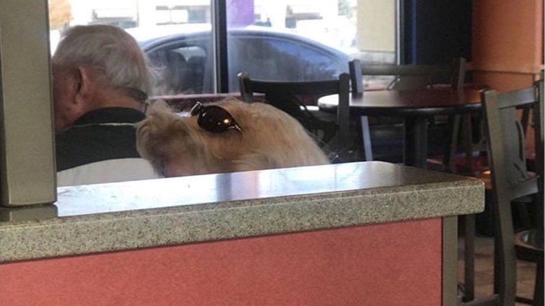 Am I high af or does this lady’s hair look like a dog wearing sunglasses