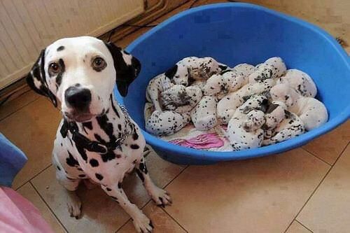 Look I just made you a bowl of cookies 'n cream