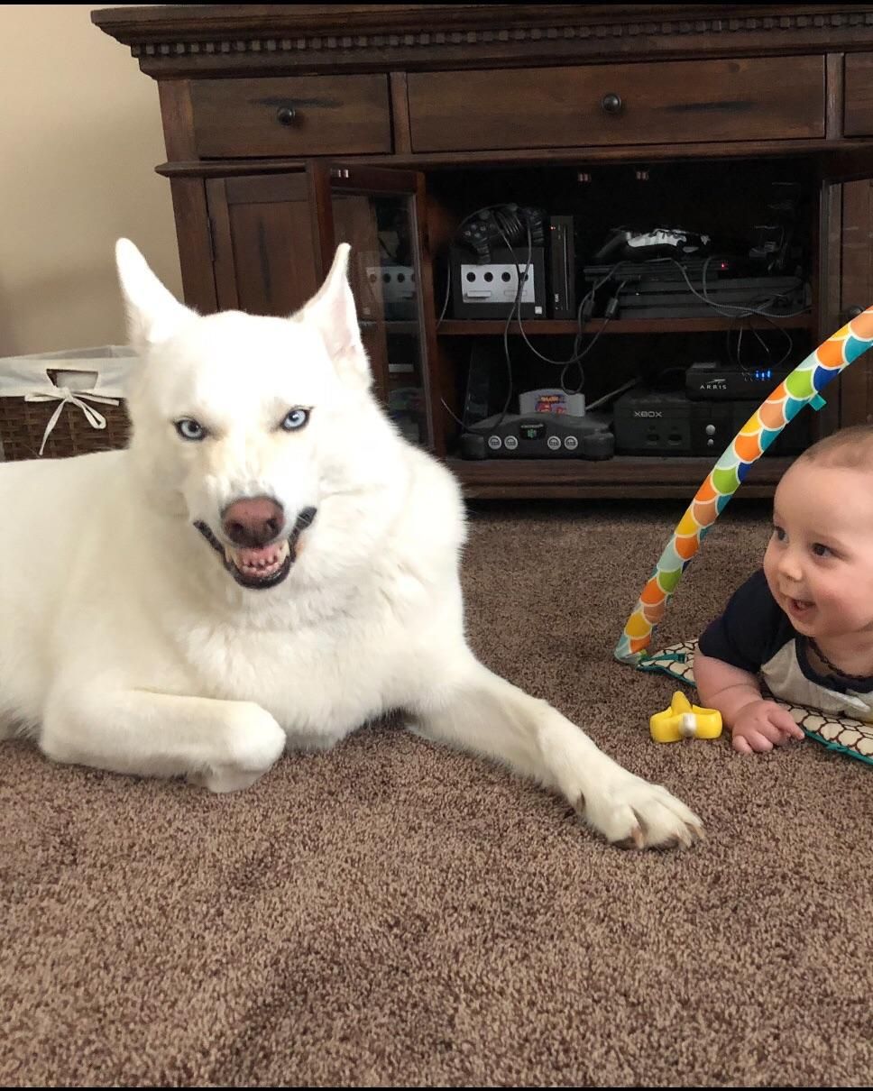 Step 1: try to take cute pic of dog and baby. Step 2: dog sneezes during pic. Step 3: accidentally capture my dogs inner demon, and my son thinks it's funny.