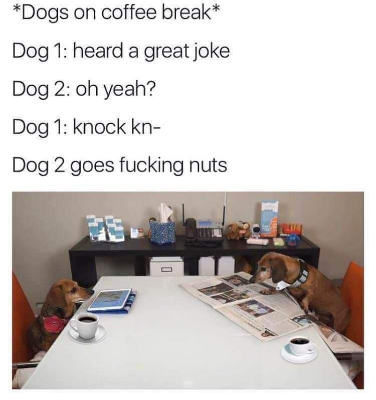 Dog jokes...