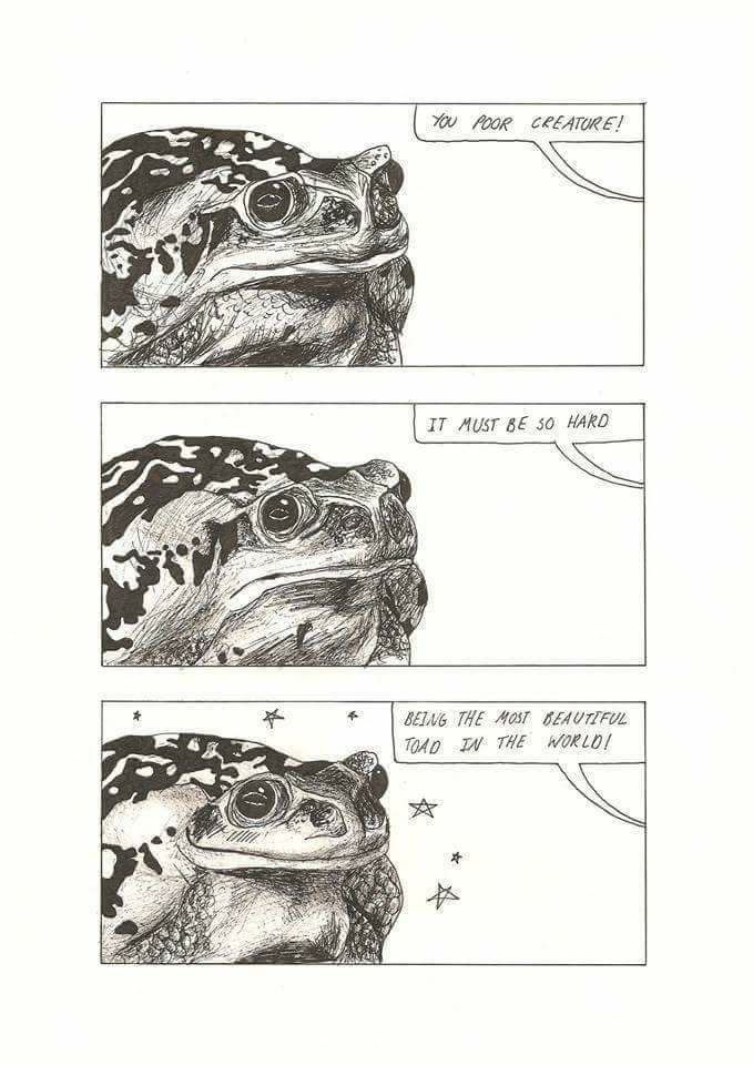 toad