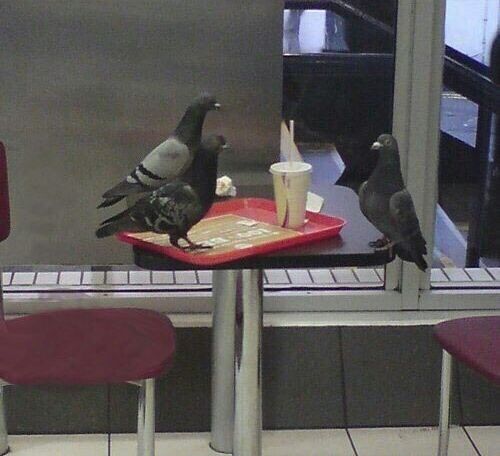 Today this pigeon has an interview. I hope he will be hired.