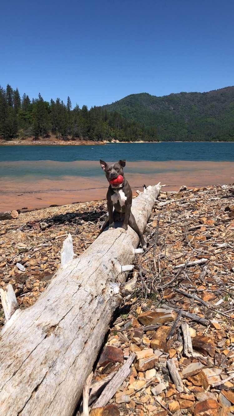 Told my dog, Ashe, to sit on the log and this is what I got