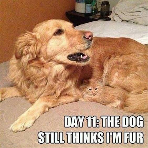 Day 11, the dog still thinks I'm fur