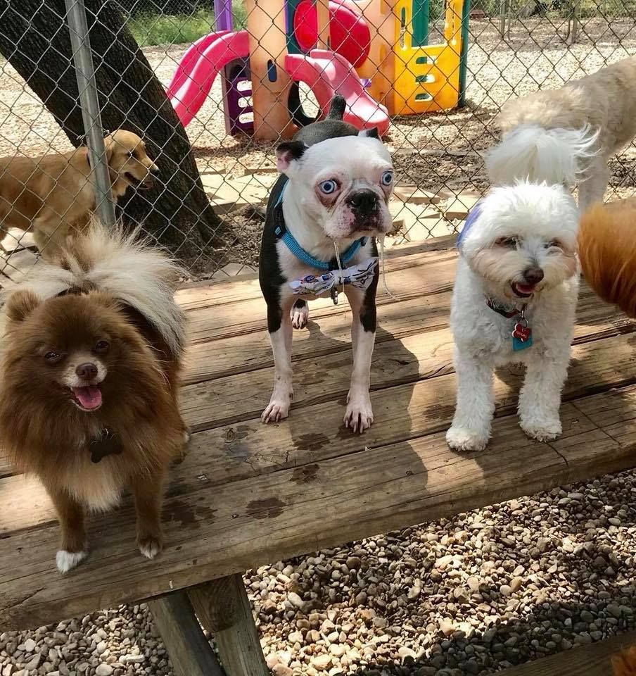 Dog at my pup's daycare looks like he's having a Vietnam flashback or a bad acid trip.