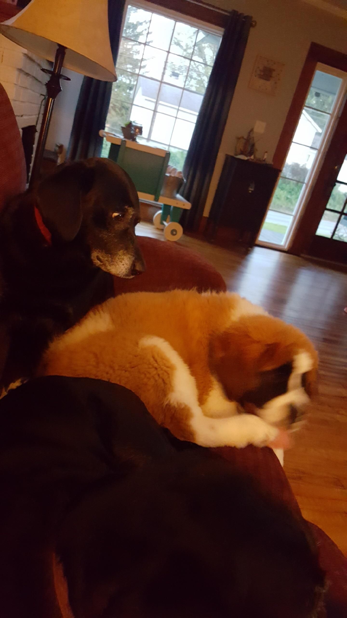 Girlfriend’s mom brought home a new dog today.. the older dog she had isn’t too pleased.
