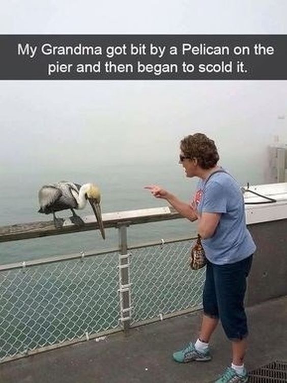Funny Snapchat Memes Of Birds #funny