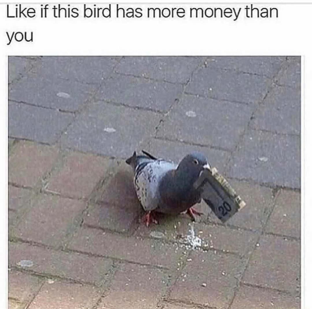 This bird has more money than me